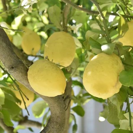 Hébergement de vacances A Casuzza Salemi
